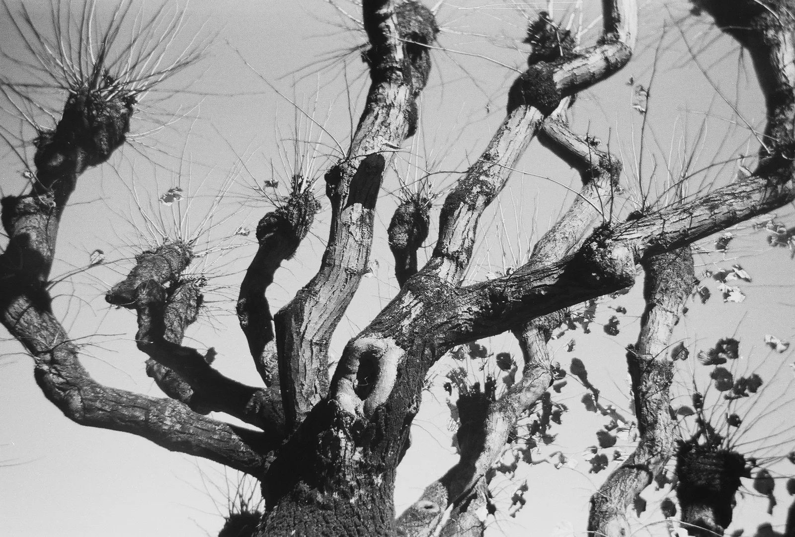 The tree #3 (Basel)