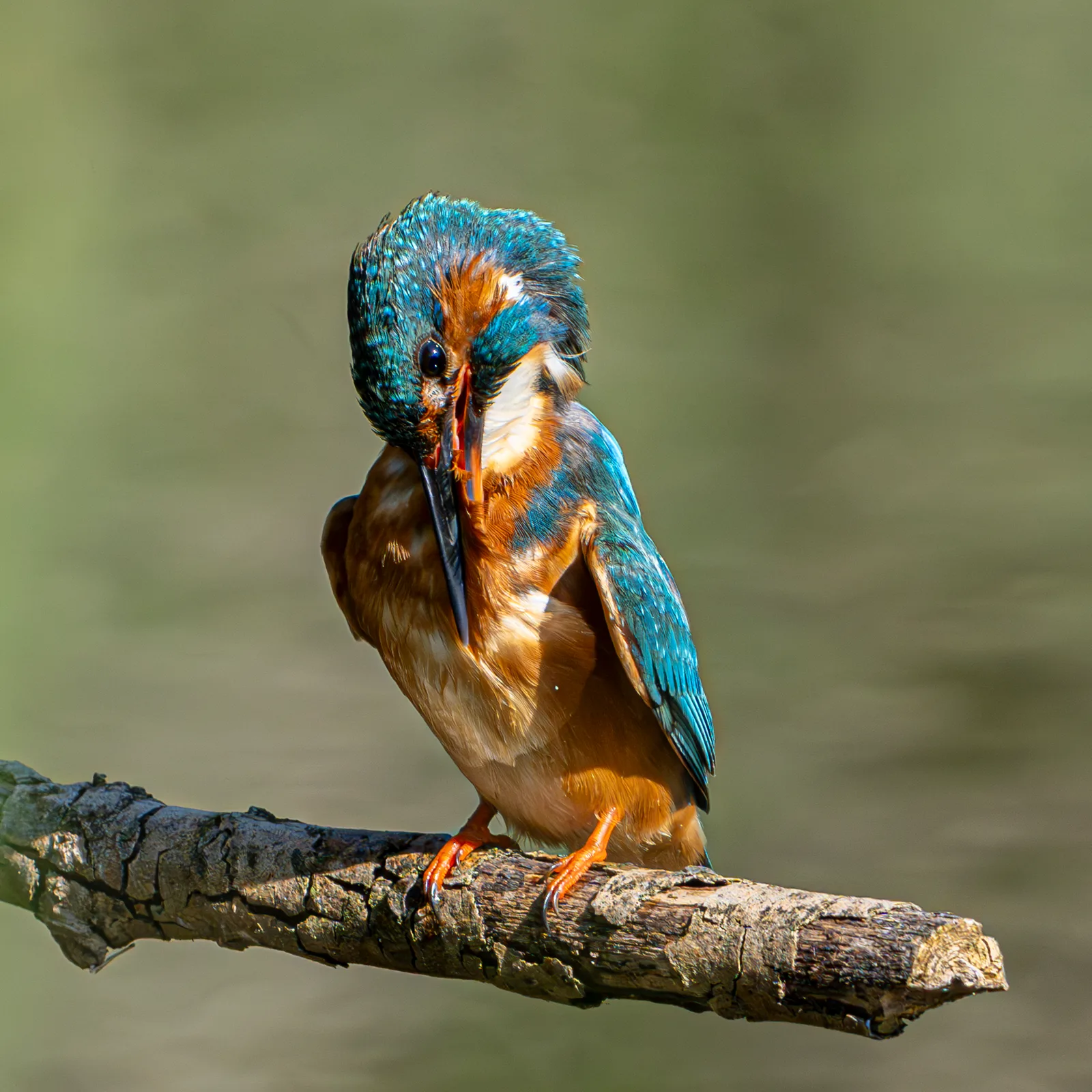 Martín pescador acicalándose su plumaje