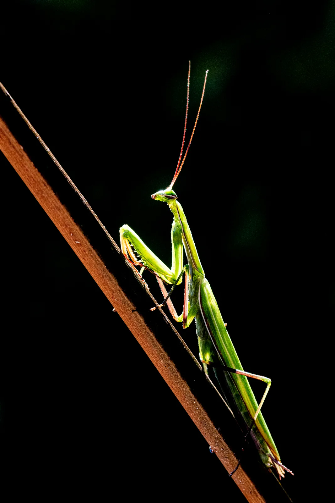 Gottesanbeterin 1 (Mantis religiosa)