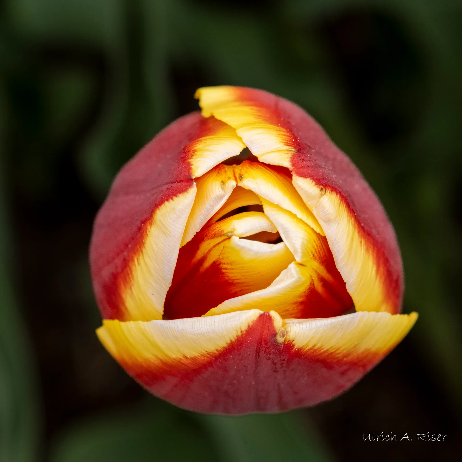 Tulpe rotgelb