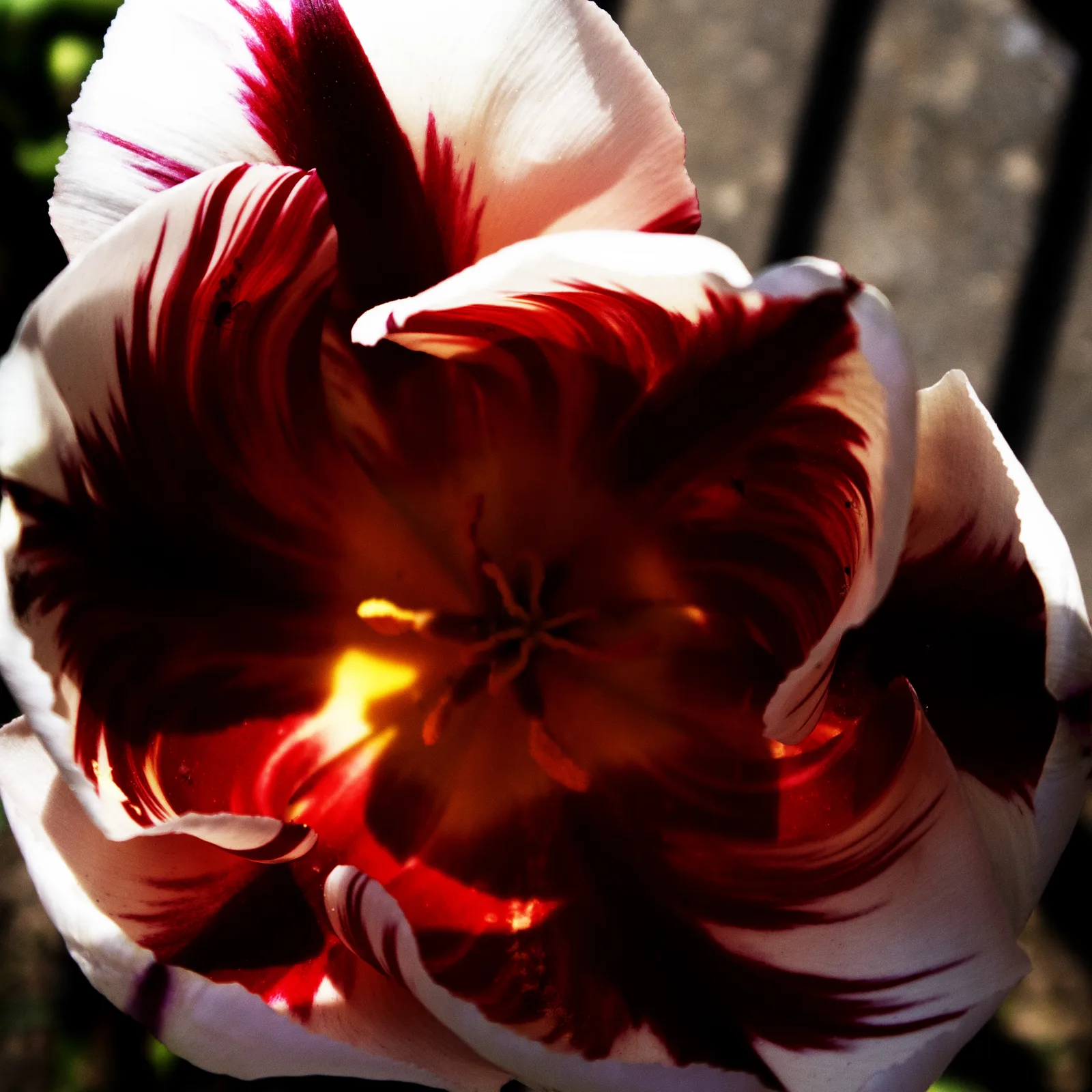 Tulipano chiaroscuro 5