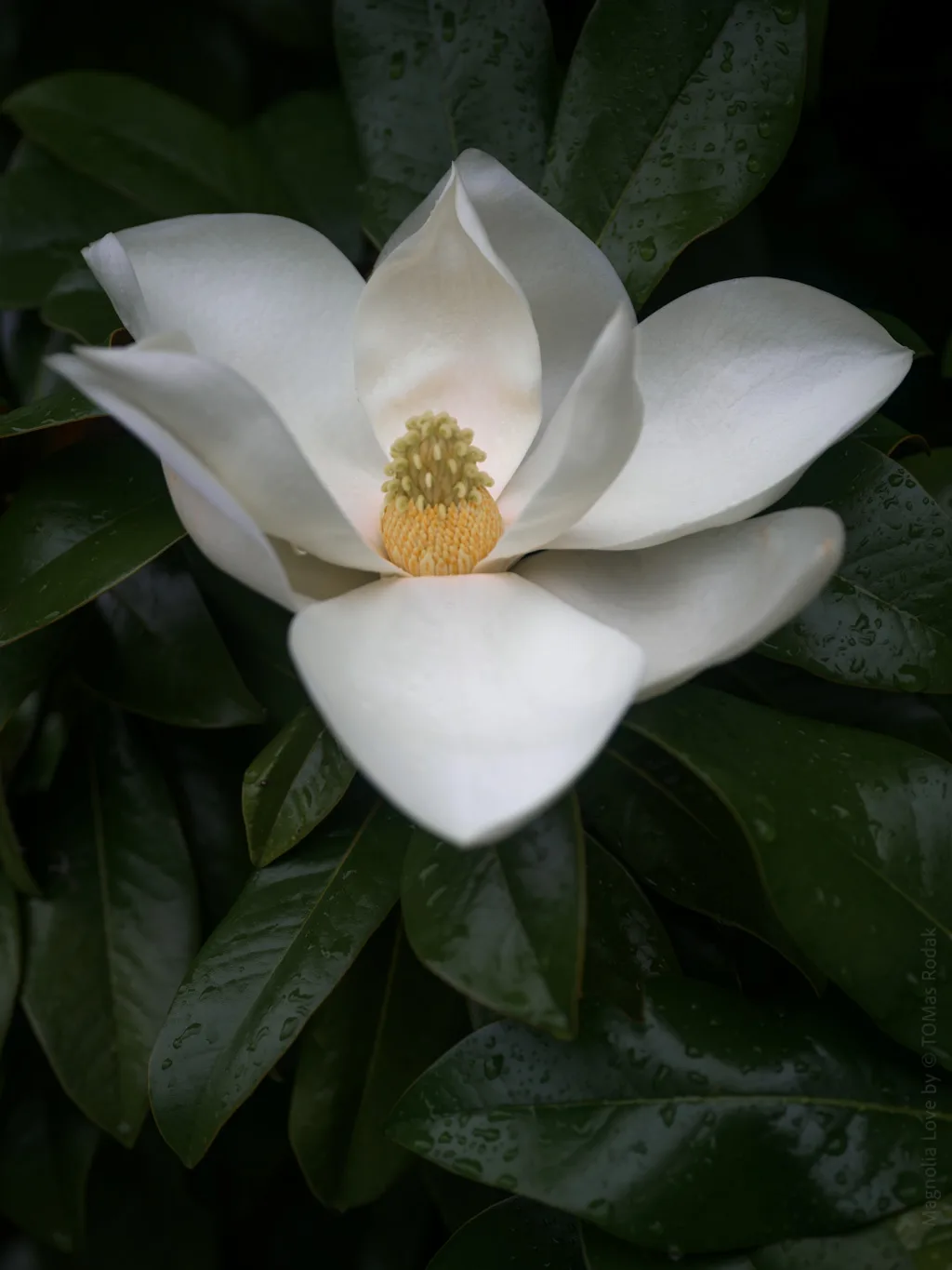 Magnolia Love