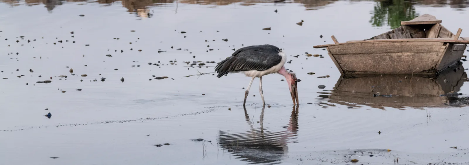 Marabu wartet auf Fischreste