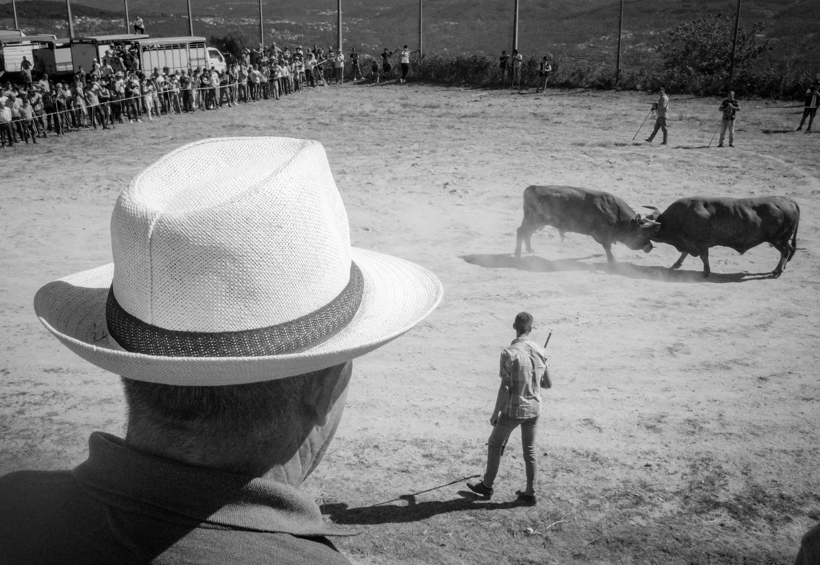 Bullfight