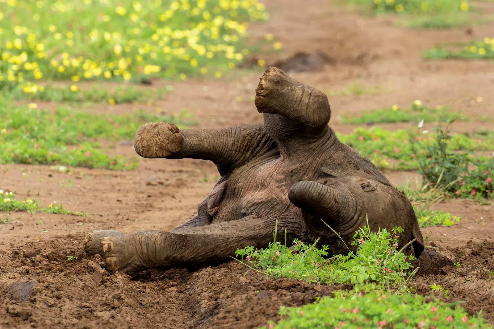 Suhlendes Elefanten Kalb