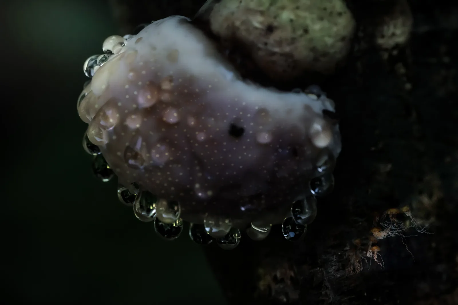 Forest Creature 7