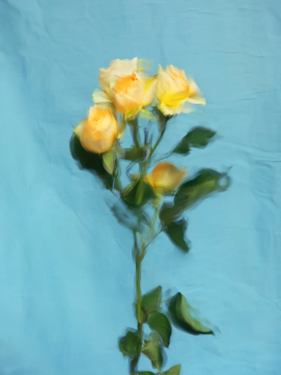 The Fresh Yellow