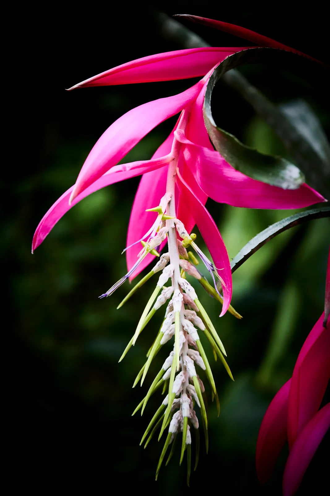 Billbergia
