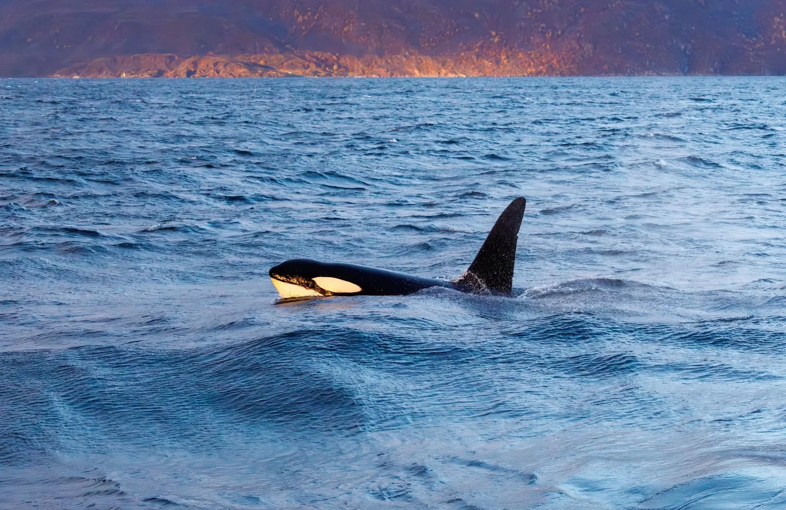 Orca im Sonnenuntergangslicht