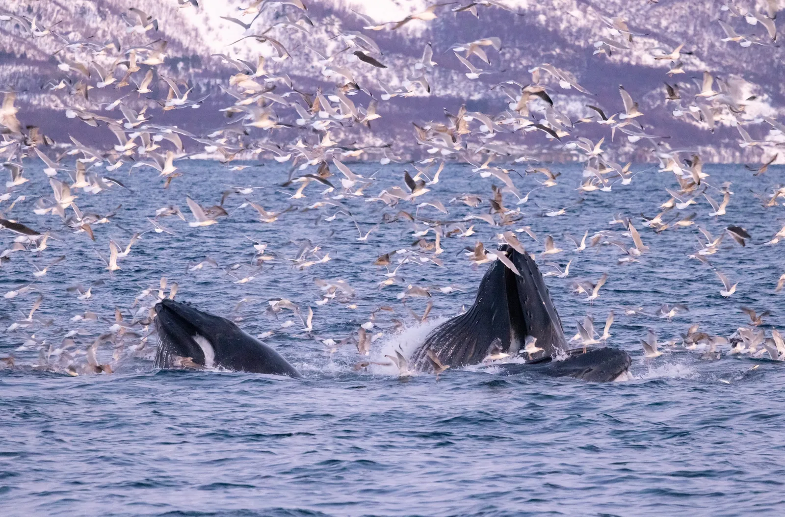 Buckelwale beim Herring verschlingen