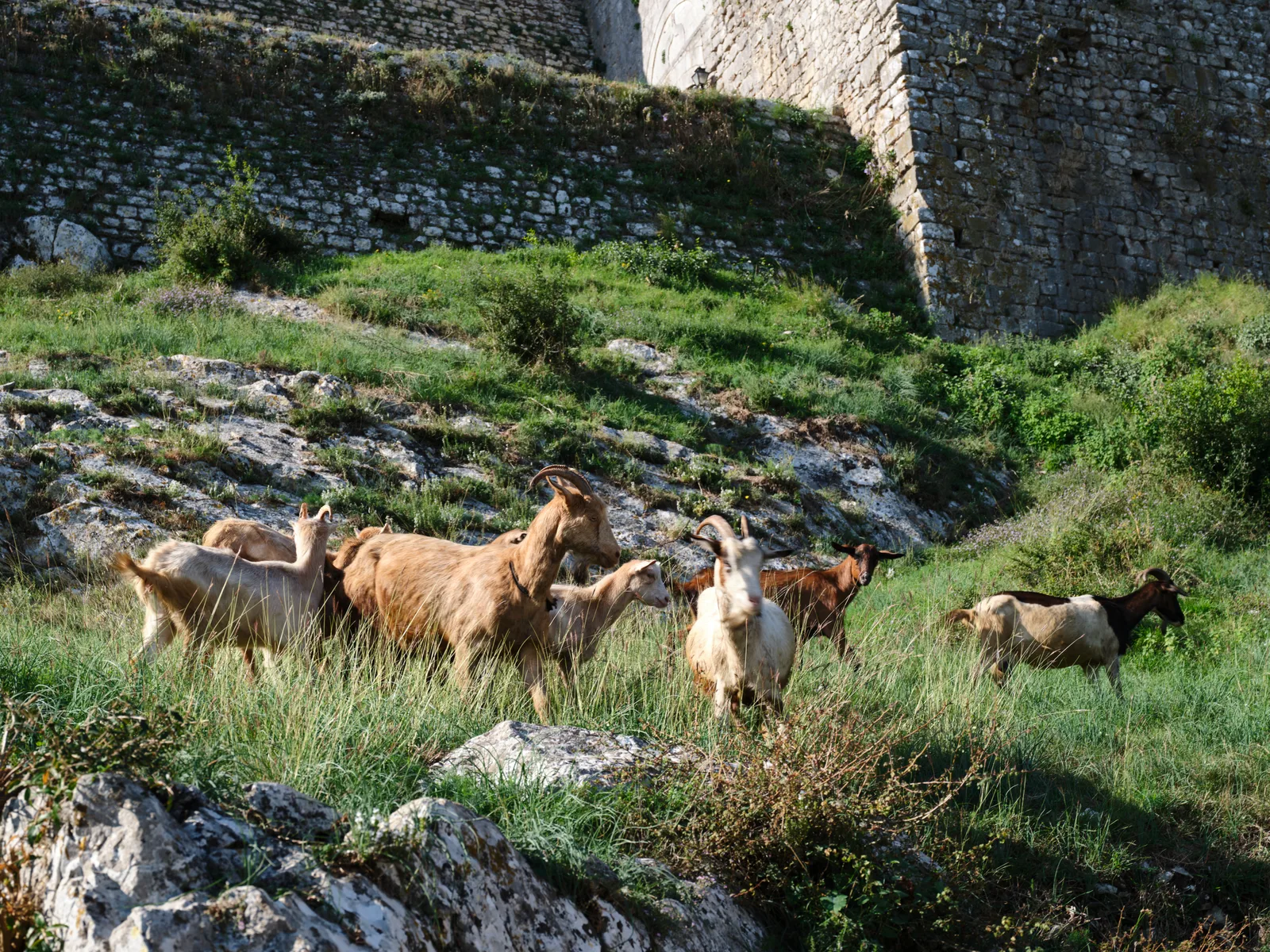 Ziegen weiden unter der Burg von Shkodra