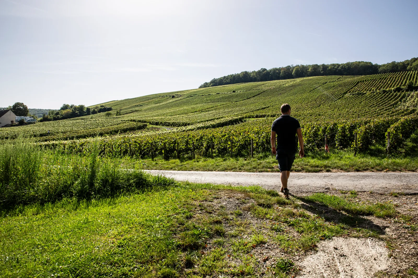 Cédric Moussé im Weingarten