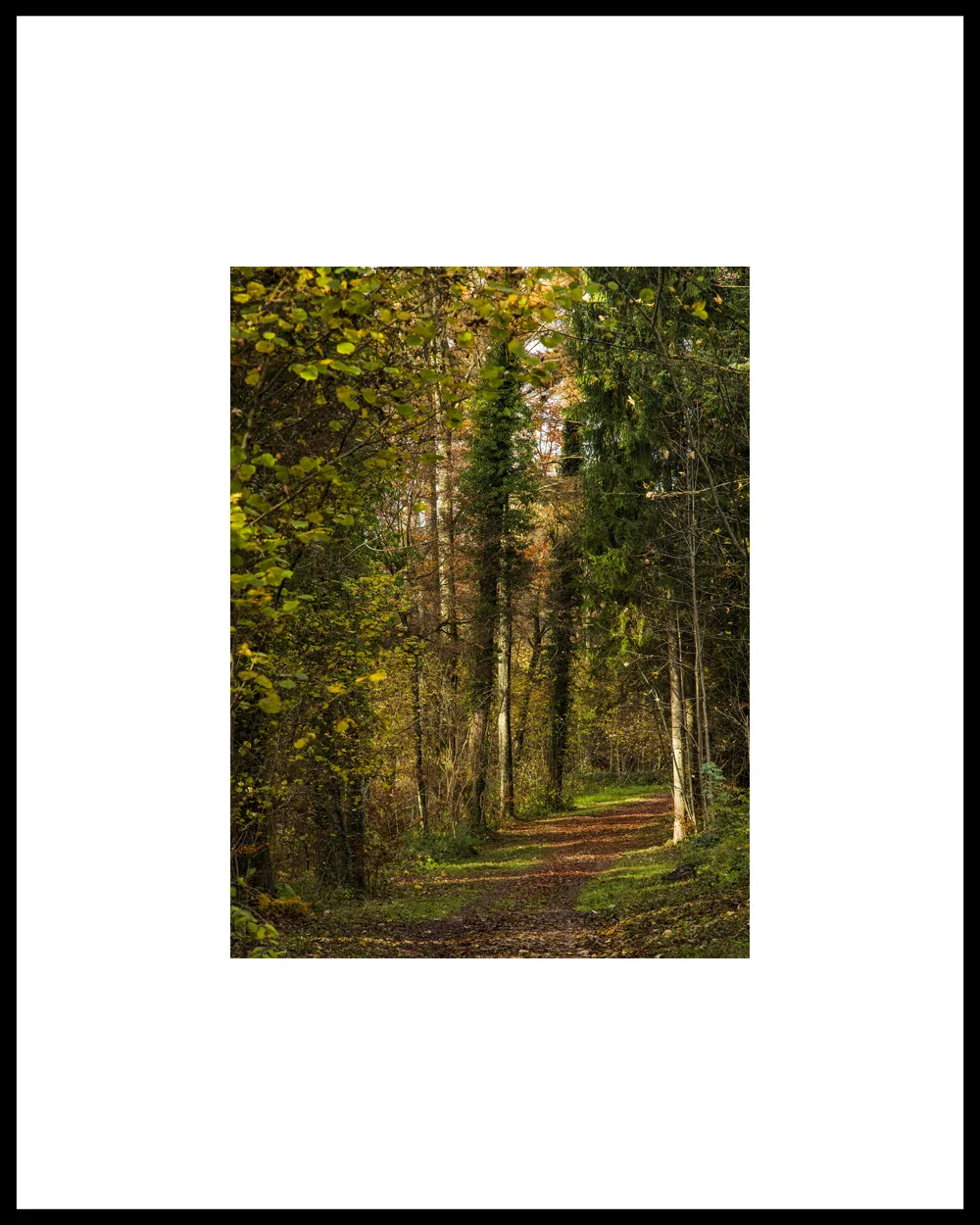 Autumn Promenade #4