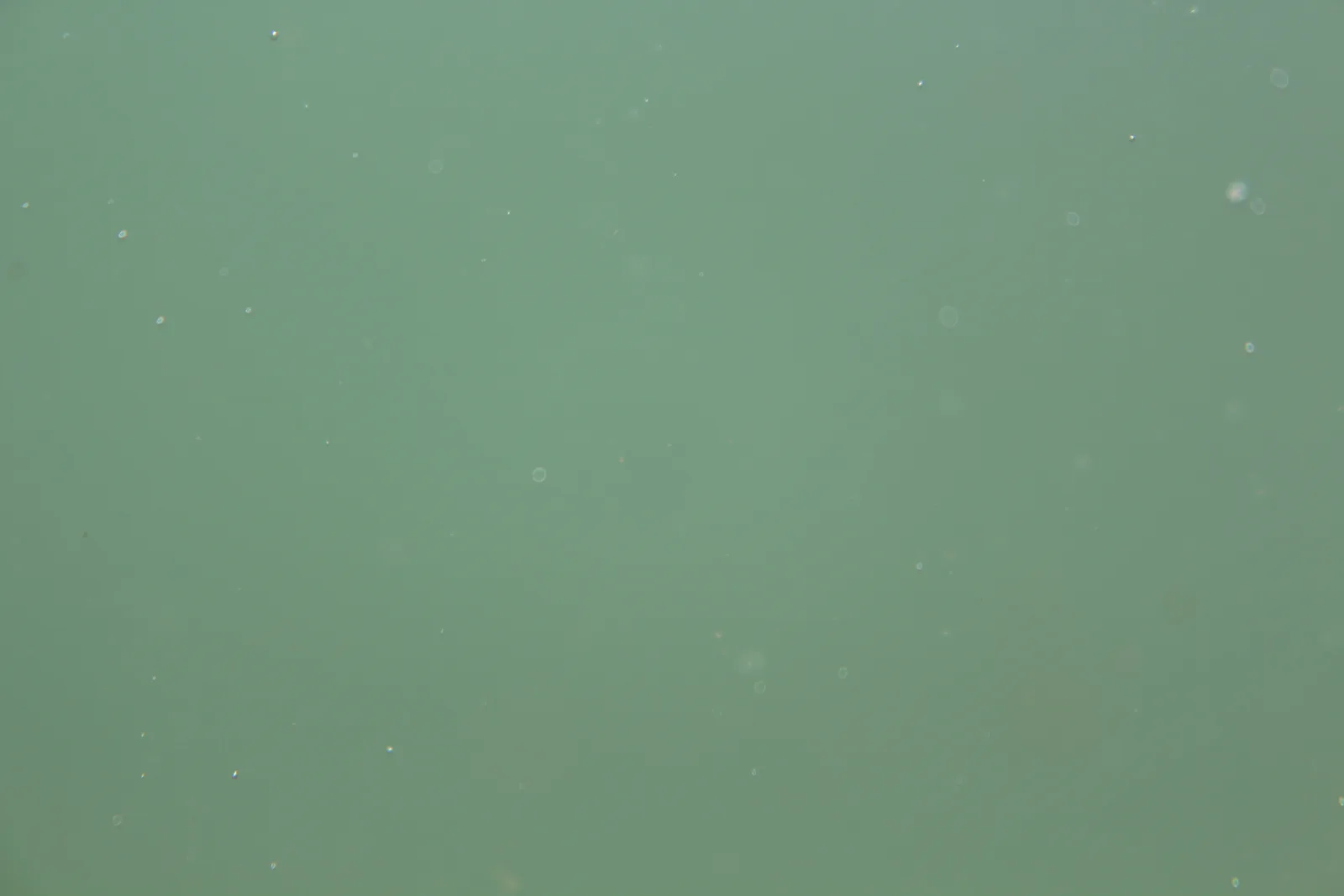 mint