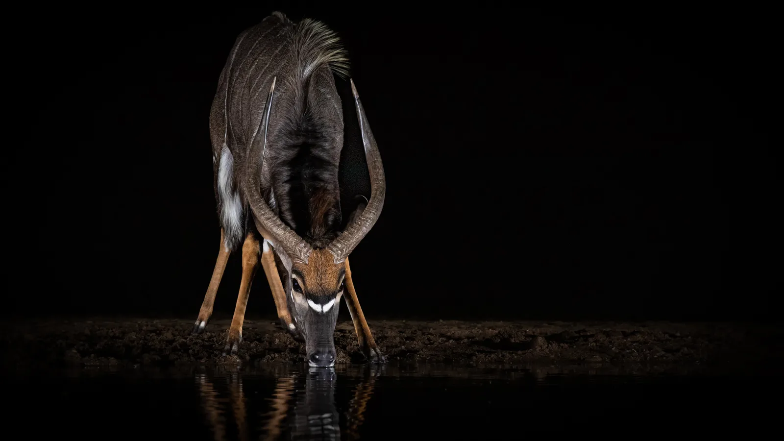 Nyala-Antilope