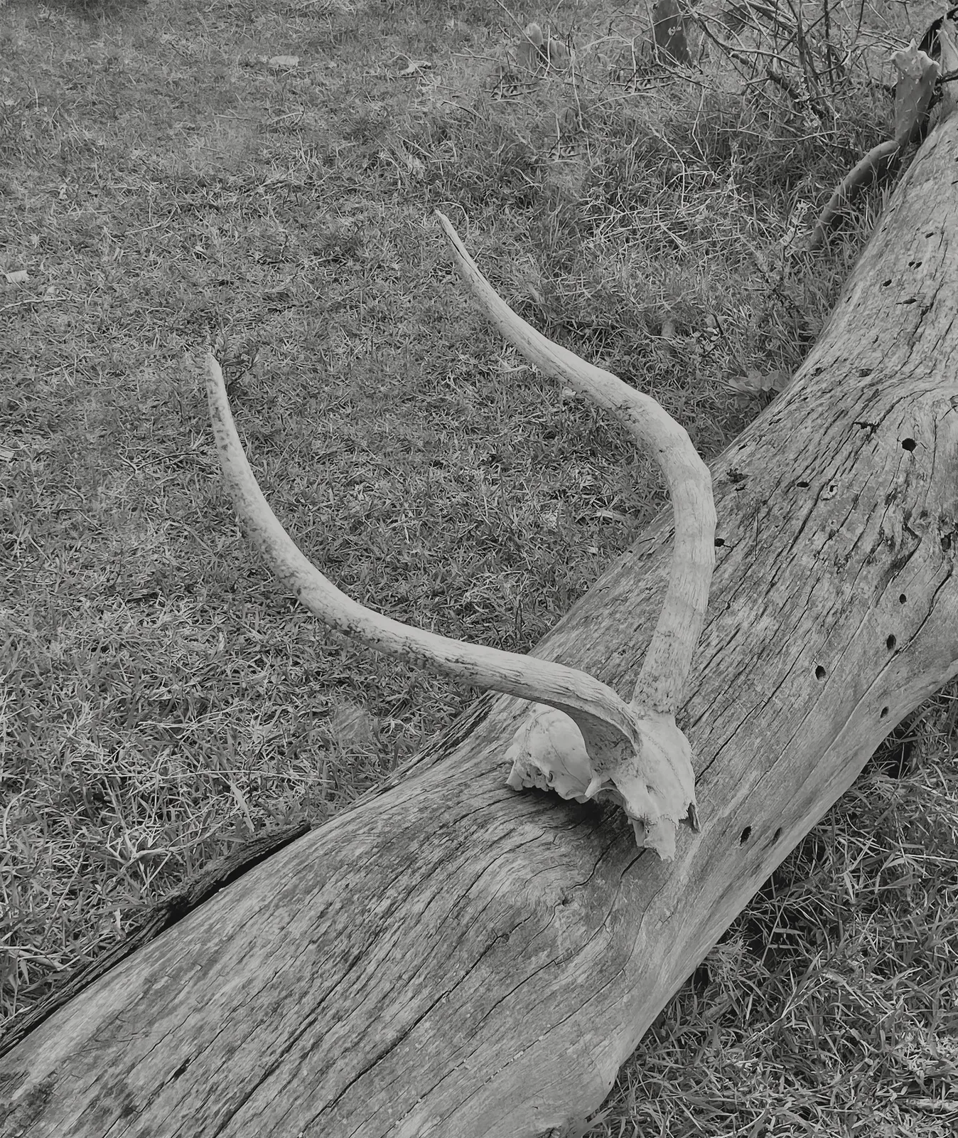 Gazelle’s skull