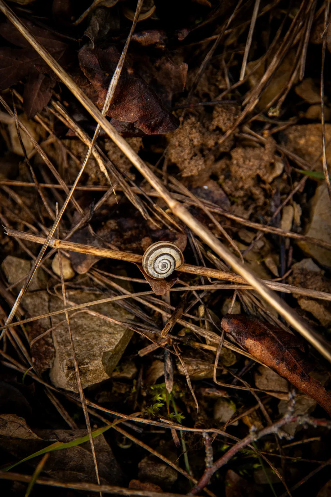 Eins mit der Natur