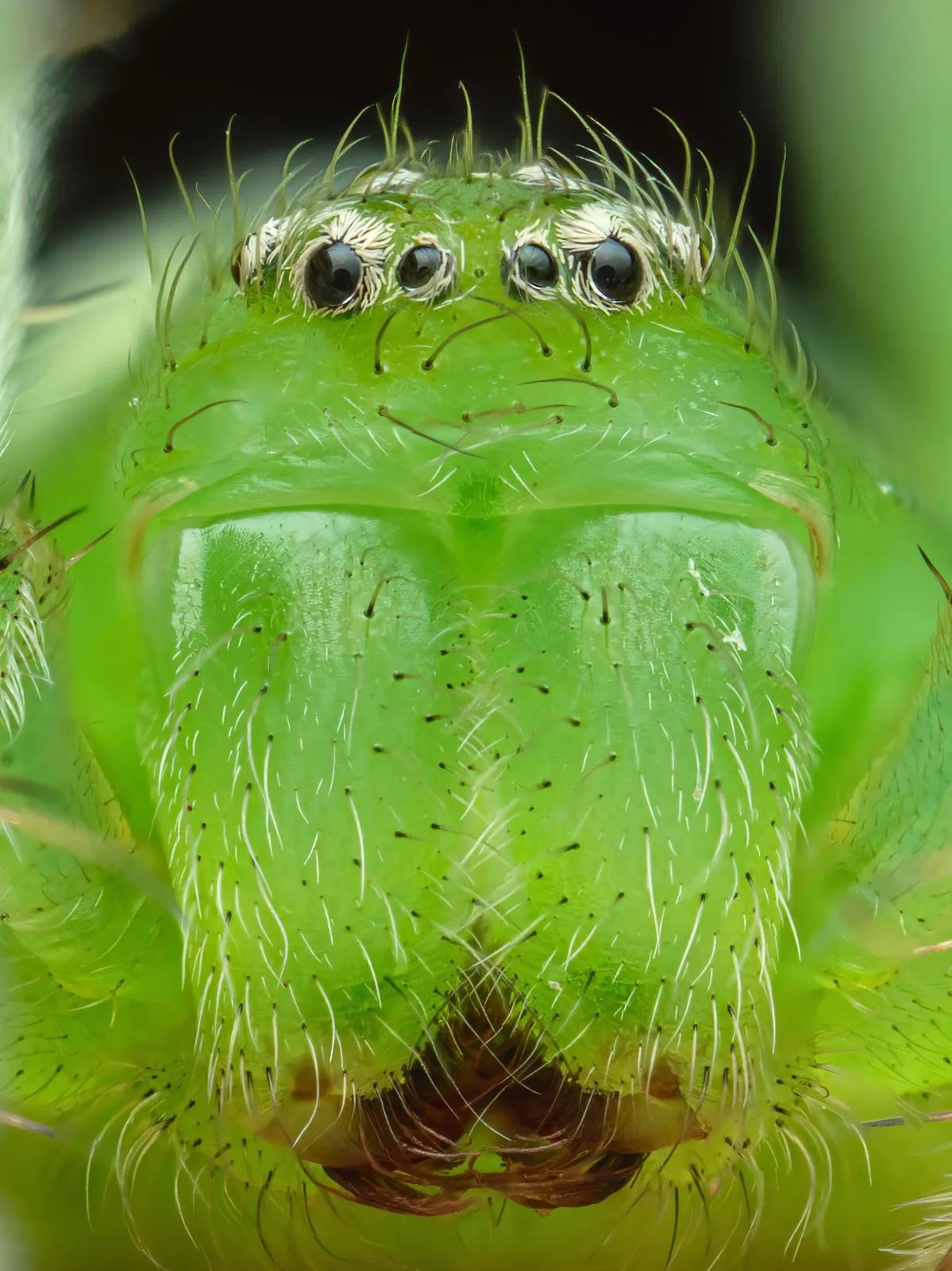 Portrait einer Huschspinne
