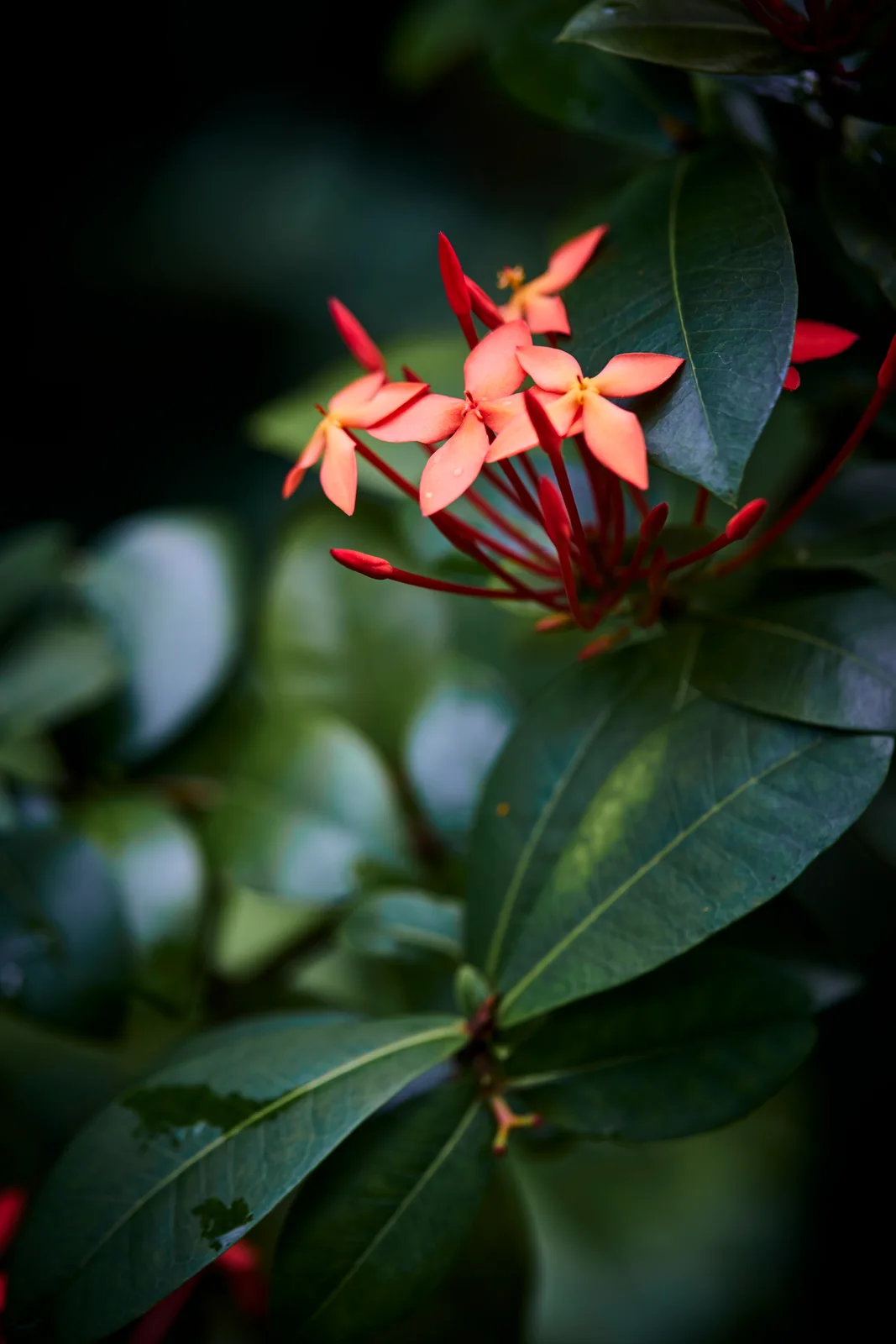 Ixora
