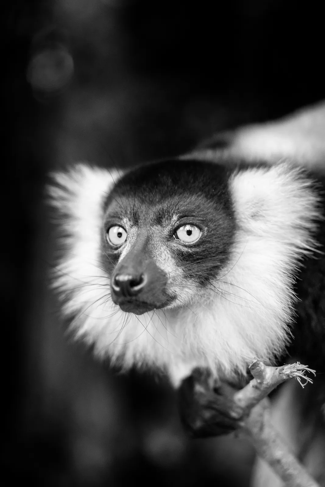 Black-and-white ruffed lemur