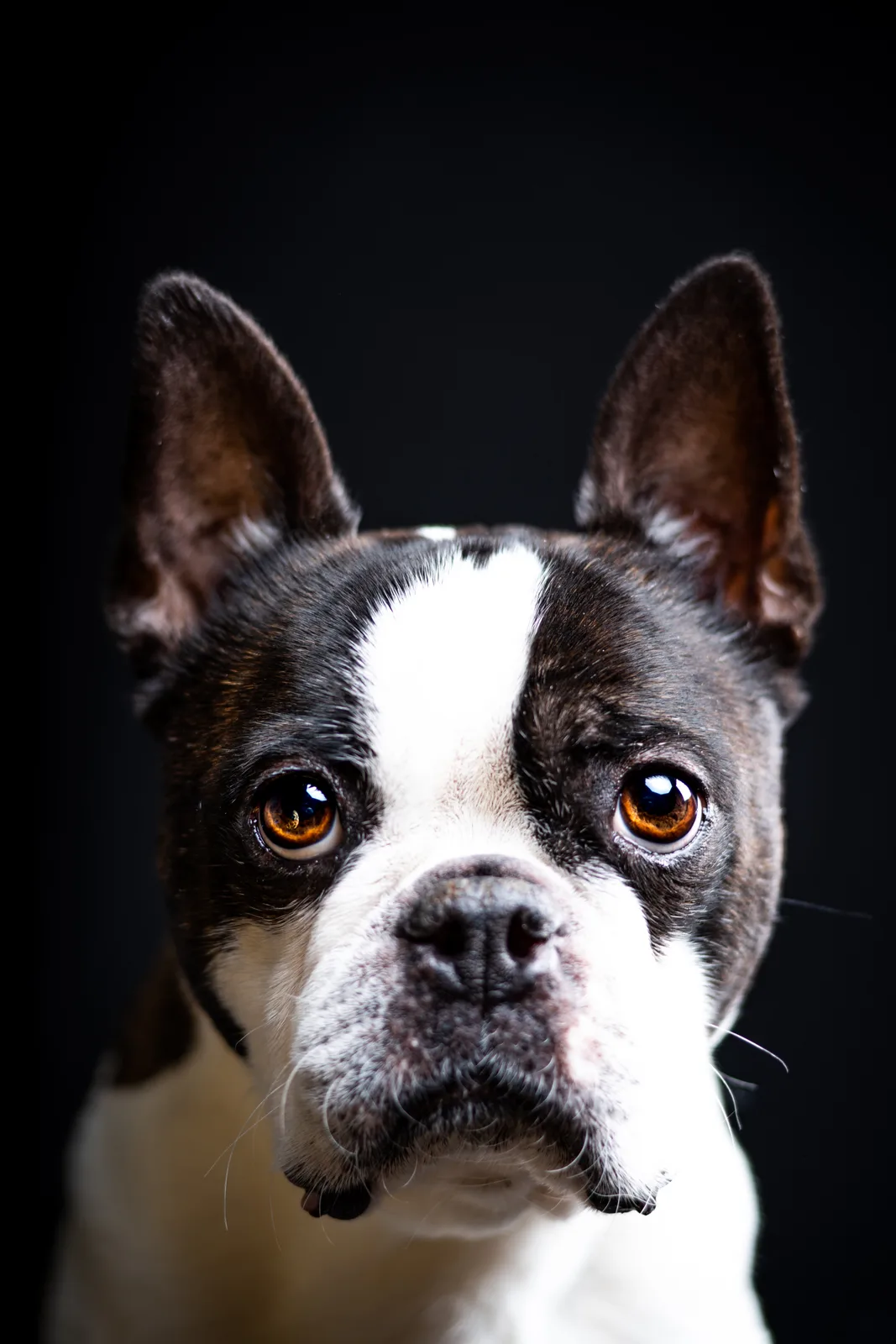 serious chewi
