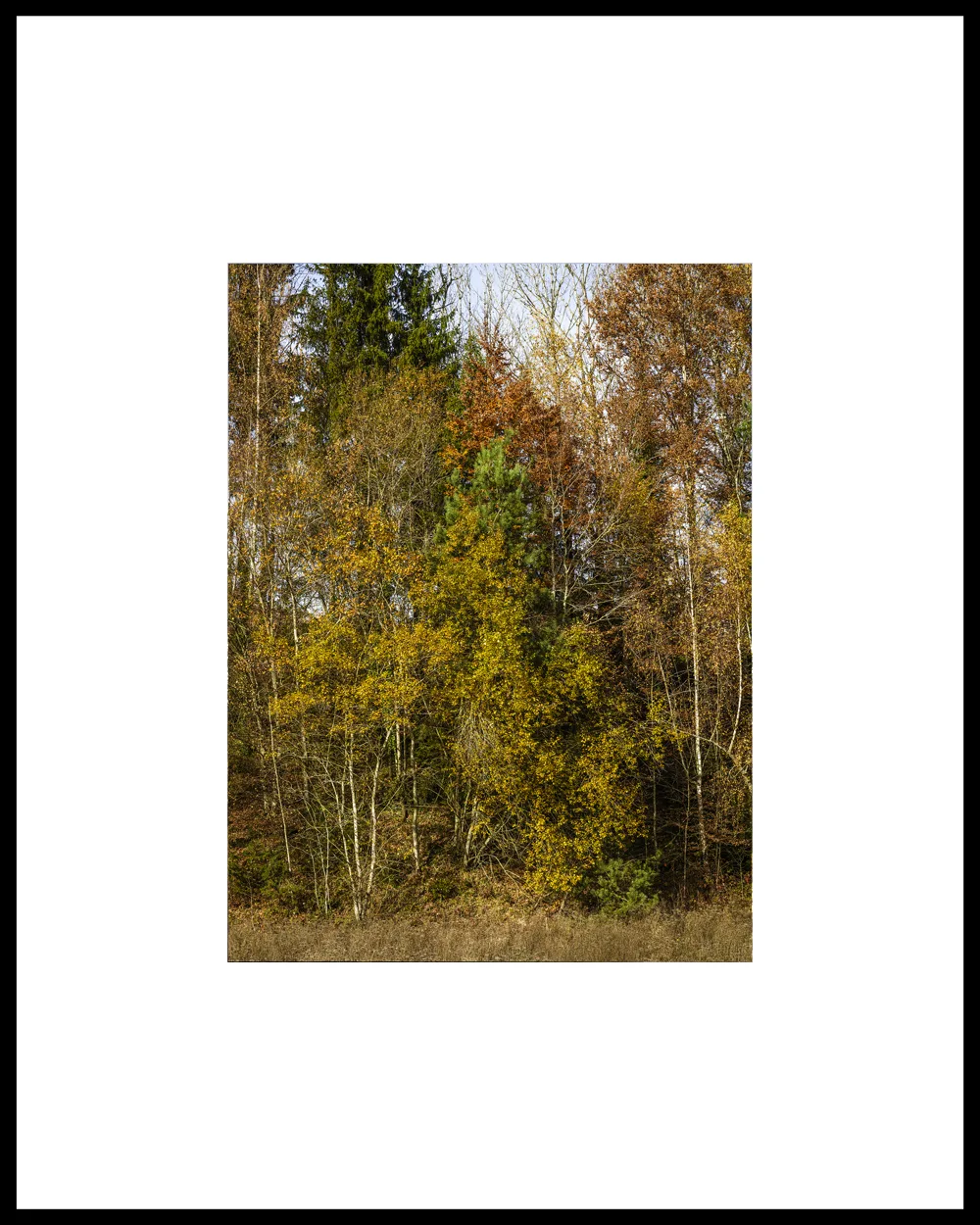 Autumn Promenade #5