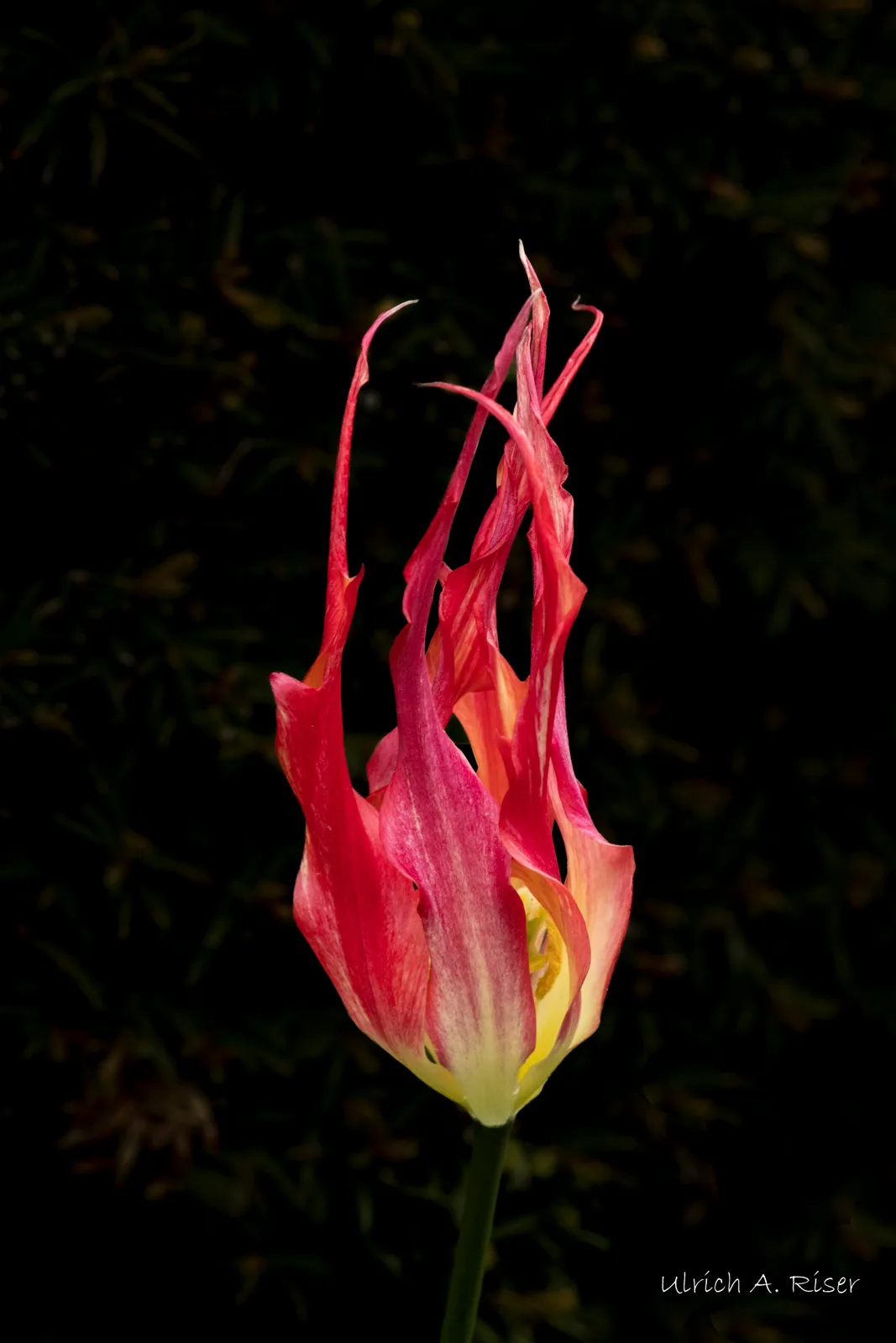 Tulpe, Flamme, rot, gelb