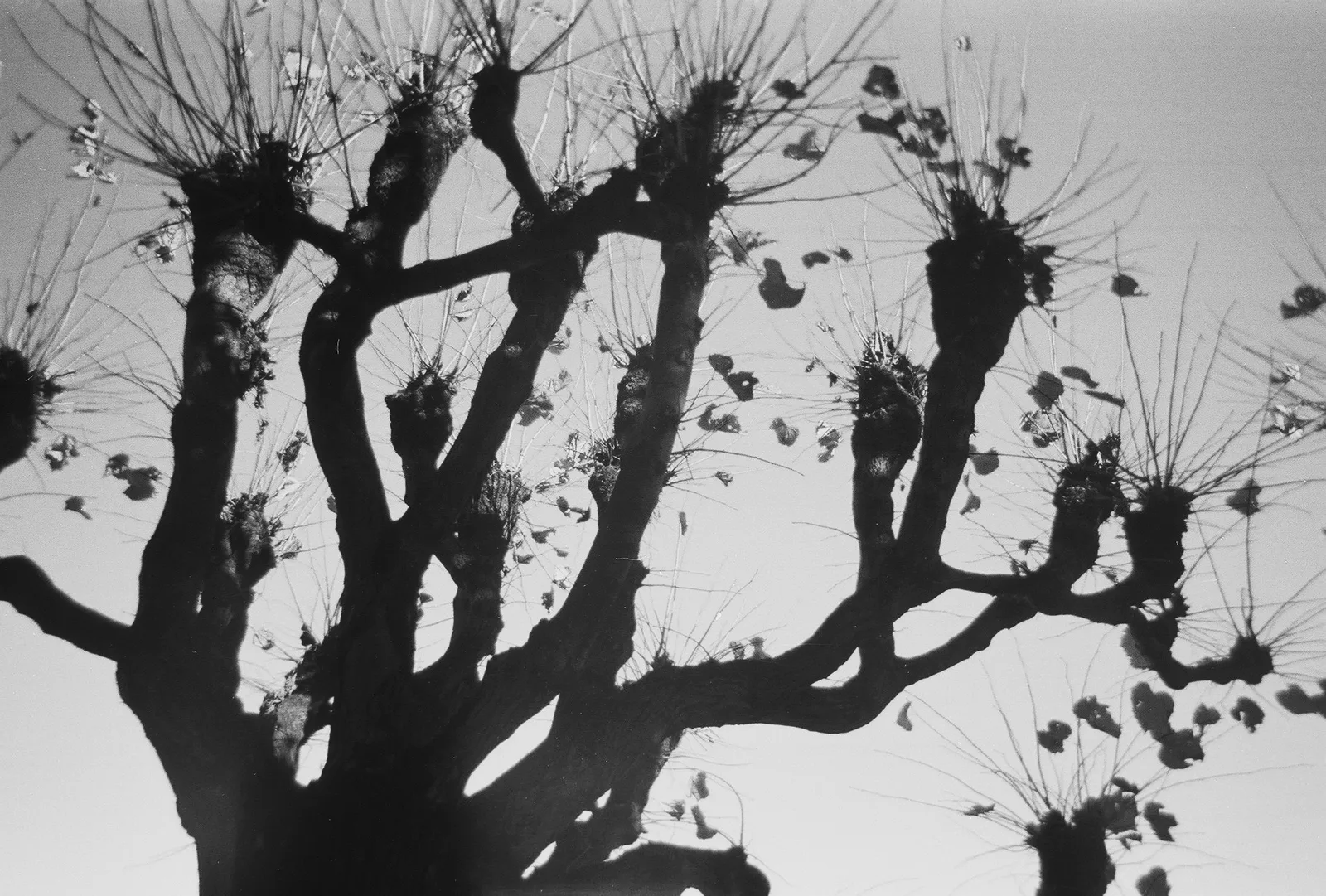 The tree #1 (Lugano)