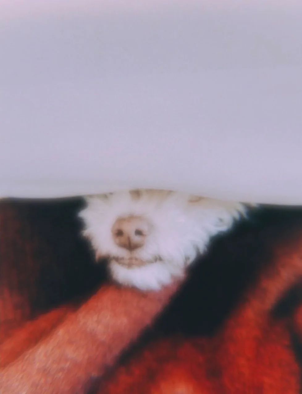 THE OBSERVER OBSERVED