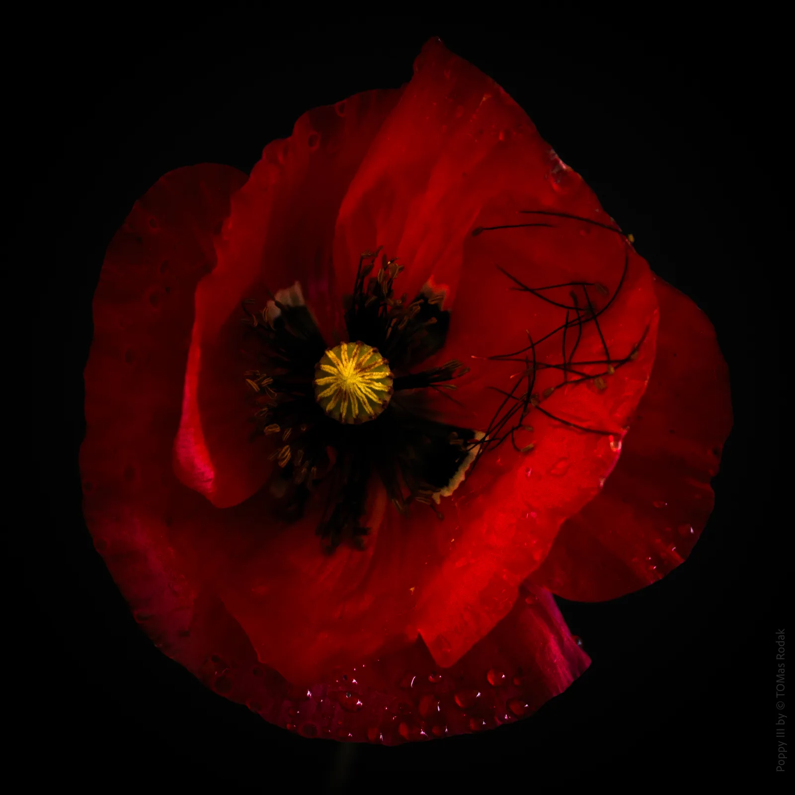 Poppy Love II