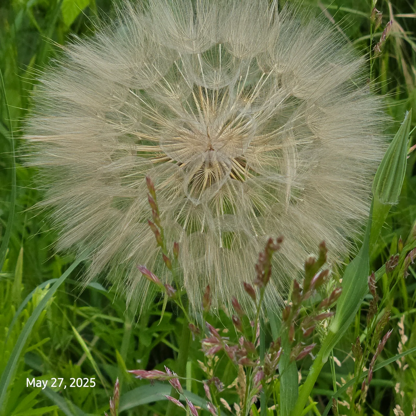 The Wish